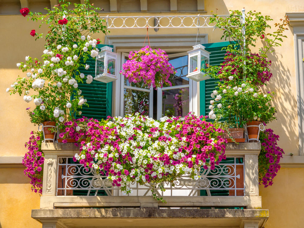 balkon, Cveće, Petunije