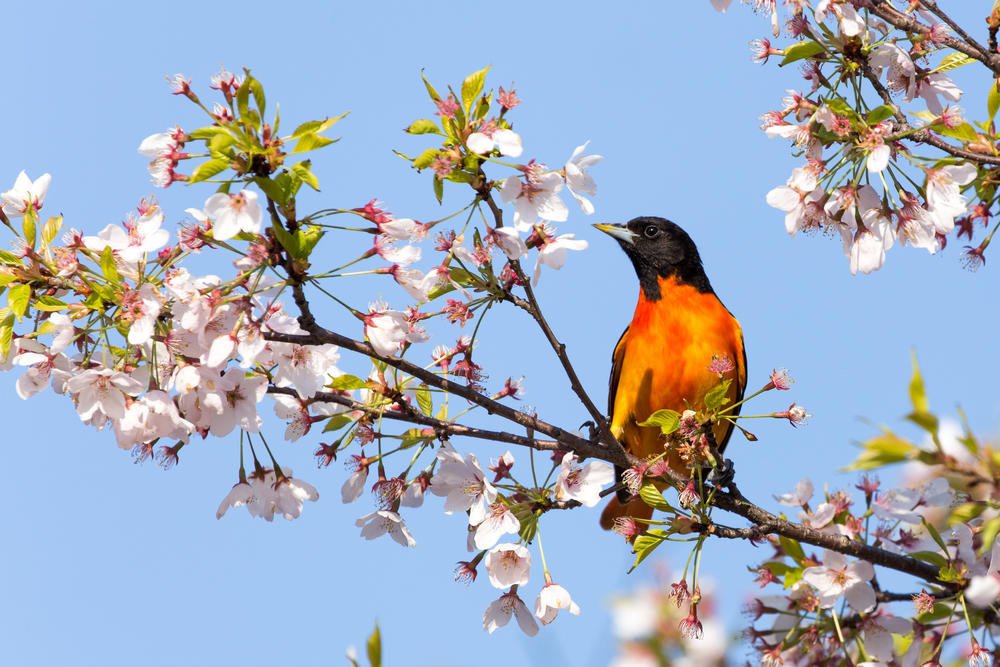 ptica, proleće, priroda