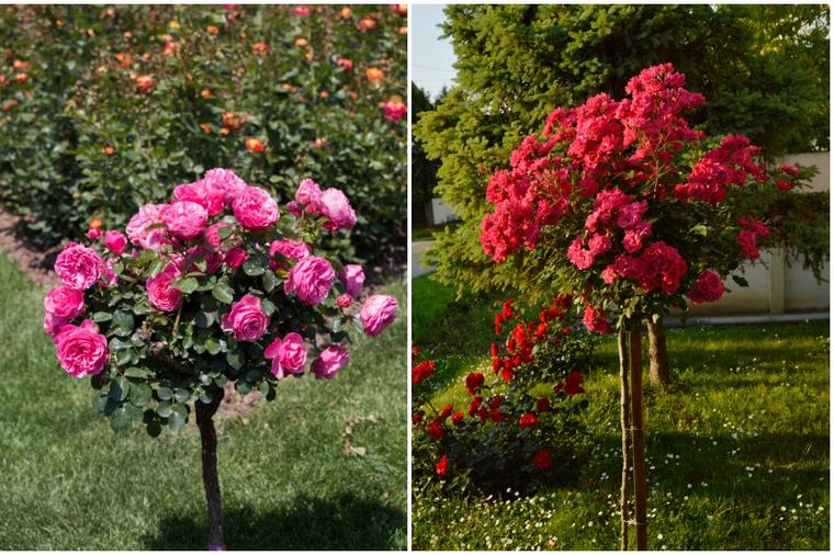 Veličanstvene ruže stablašice: Ovako se gaji najlepše cvetno drvo! (FOTO)