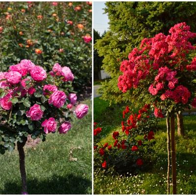 Veličanstvene ruže stablašice: Ovako se gaji najlepše cvetno drvo! (FOTO)