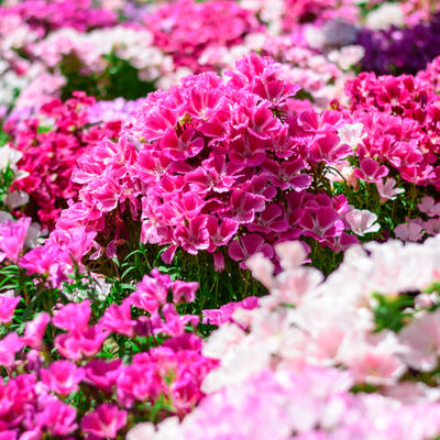 Ovaj „žbun“ ostavlja bez daha: Klarkia je cvet koji će vašu baštu ili terasu pretvoriti u rajski vrt!