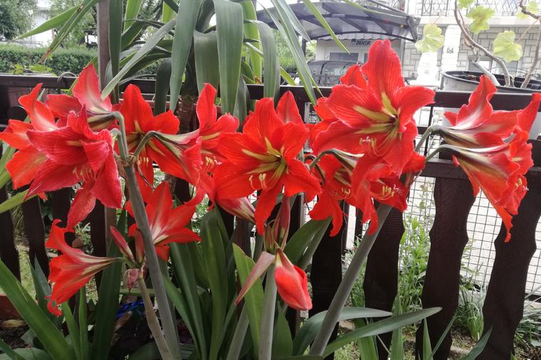 Kako se gaji amarilis, u kući ili bašti: Prelepi vatreni cvet svakome uspeva!