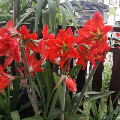 Kako se gaji amarilis, u kući ili bašti: Prelepi vatreni cvet svakome uspeva!