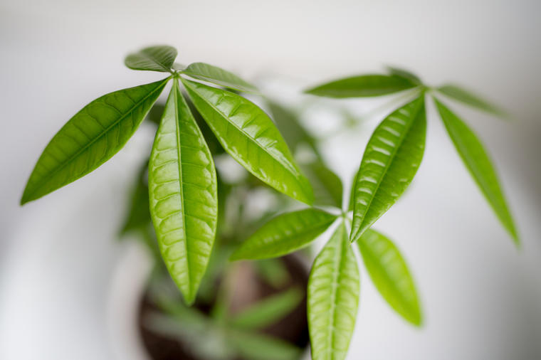 Ova biljka donosi sreću i novac u vaš dom: Pahira je broj 1 biljka po Feng šui filozofiji!