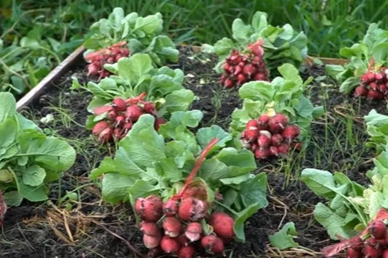 Neverovatna tehnika sadnje: Bez korova i okopavanja, čista berba! Uzgojite rotkvice za 30 dana! (VIDEO)