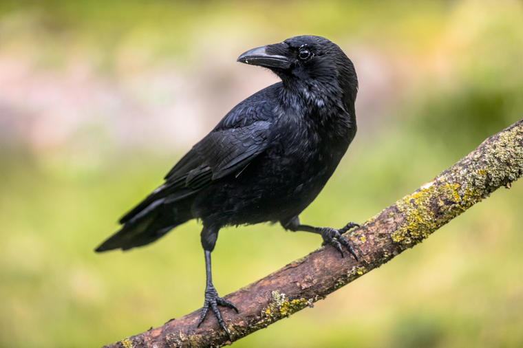 Evo zašto je dobro biti crna vrana u svetu punom šarenih ptica: Lekcija koju mora da nauči svako od nas!