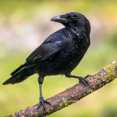 Evo zašto je dobro biti crna vrana u svetu punom šarenih ptica: Lekcija koju mora da nauči svako od nas!