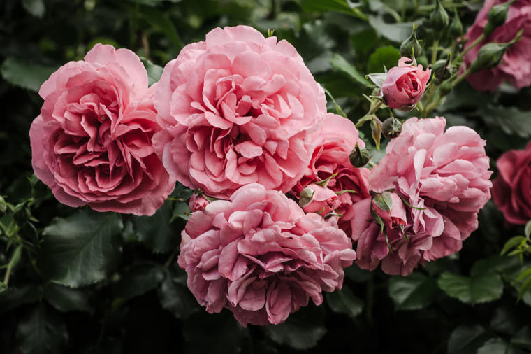 Neka kraljica cveća krasi i vašu baštu ili terasu: I vaš vrt može izgledati kao vrt engleske kraljice! (FOTO)