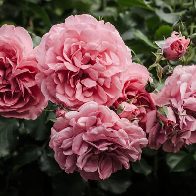 Neka kraljica cveća krasi i vašu baštu ili terasu: I vaš vrt može izgledati kao vrt engleske kraljice! (FOTO)