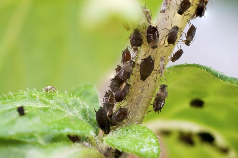 8 načina da uklonite biljne vaši bez otrova: Insekti umiru za 24h!