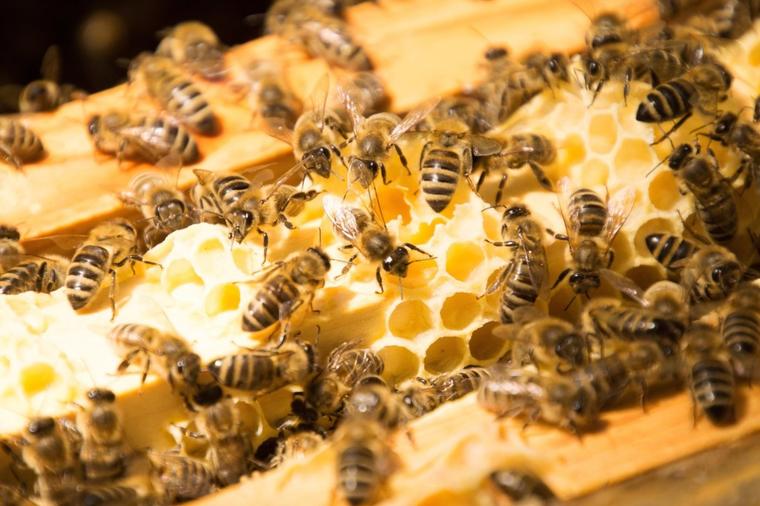Matični mleč i pčele daju mladicama da bi ojačale: Evo kako da ga koristite, kako biste oporavili svaku ćeliju u telu!