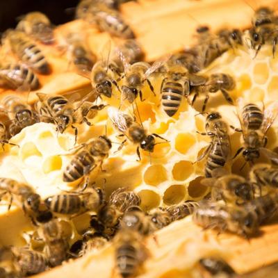 Matični mleč i pčele daju mladicama da bi ojačale: Evo kako da ga koristite, kako biste oporavili svaku ćeliju u telu!