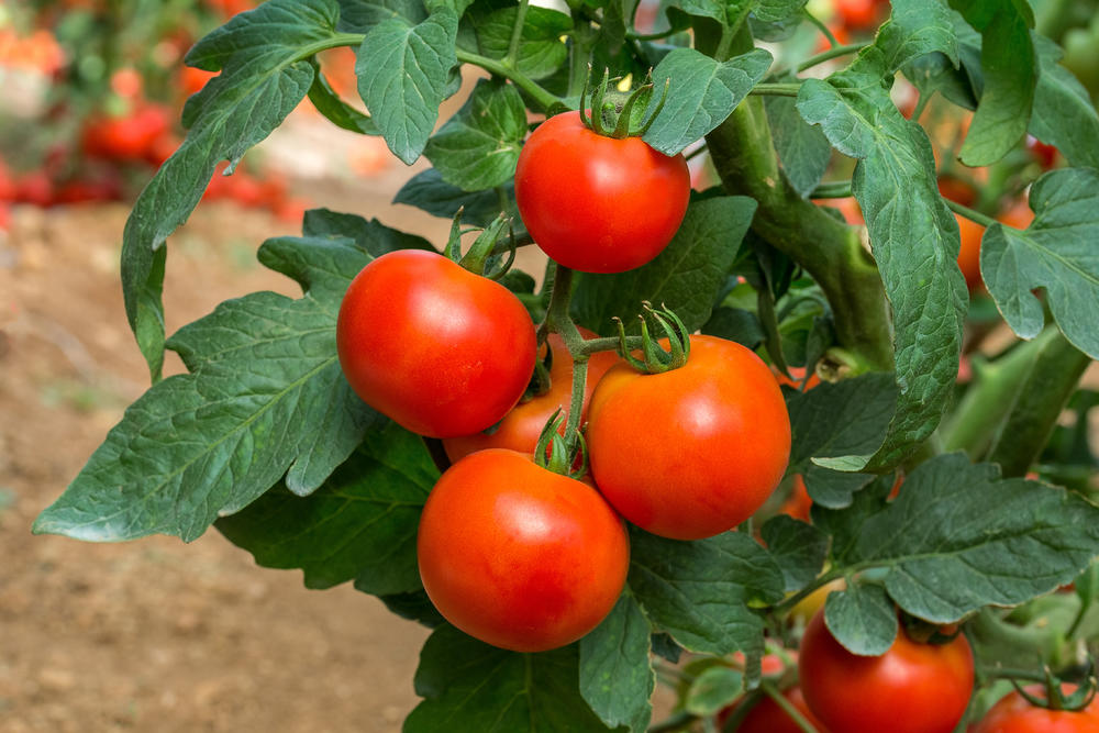 paradajz, bašta