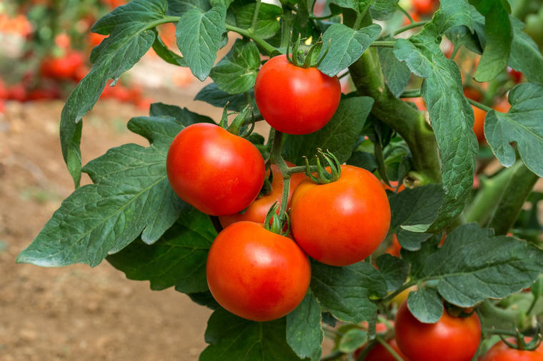 Soda bikarbona može sasvim da zameni pesticide: Evo kako da je koristite u bašti da spasite voće i povrće od propadanja!