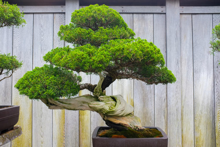 Drevna biljka stara više od 1.000 godina: Da li ste dorasli izazovu gajenja bonsai drveta?! (FOTO)
