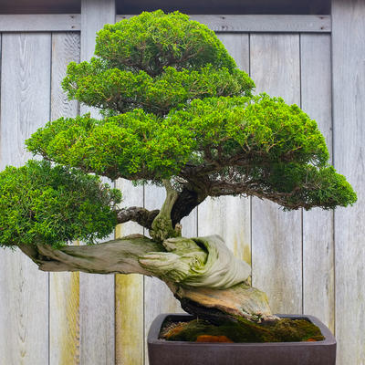 Drevna biljka stara više od 1.000 godina: Da li ste dorasli izazovu gajenja bonsai drveta?! (FOTO)