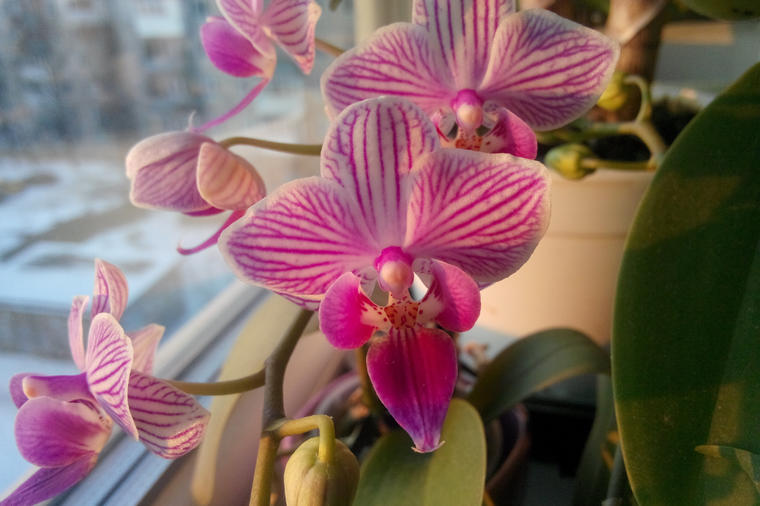 Najlepše sobno cveće zahteva posebnu negu: Zbog ovih 5 grešaka vam orhideje brzo uvenu!