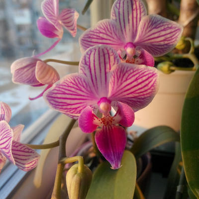 Najlepše sobno cveće zahteva posebnu negu: Zbog ovih 5 grešaka vam orhideje brzo uvenu!