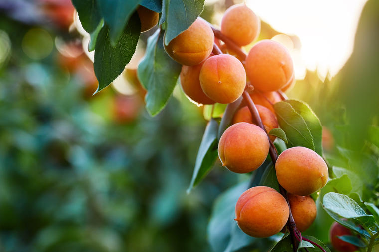 Ovo voće ima neverovatna lekovita svojstva: Čuva vid, srce i kosti, pomlađuje kožu i topi salo!