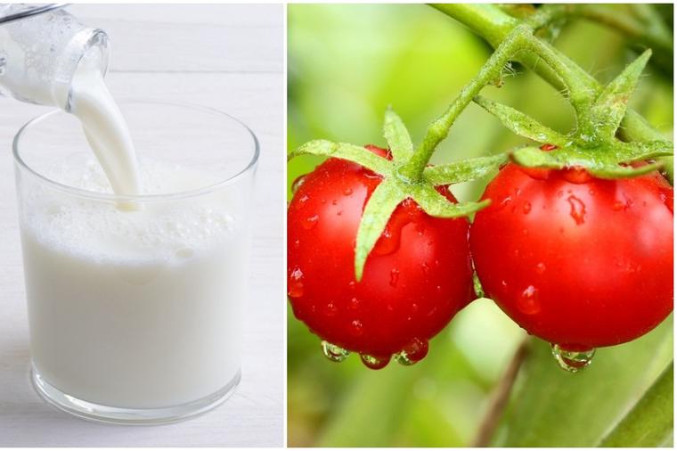 Zalijte paradajz i druge biljke običnim mlekom: Pogledajte šta će se dogoditi!