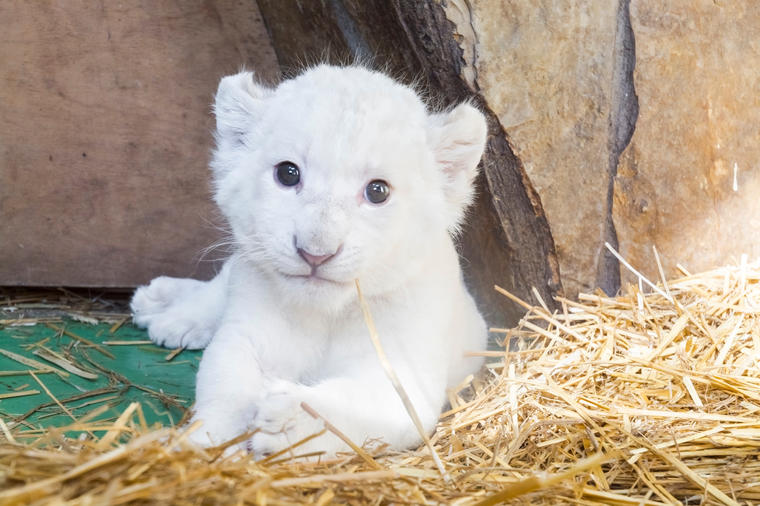 U Beo zoo vrt stiglo mladunče belog lava: Upoznajte krznenu lepoticu Koviljku! (FOTO)
