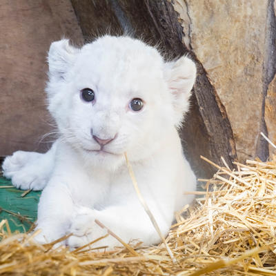 U Beo zoo vrt stiglo mladunče belog lava: Upoznajte krznenu lepoticu Koviljku! (FOTO)