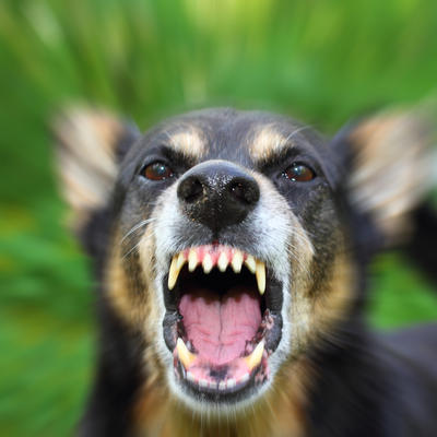 Šta raditi ako vas napadne pas: Evo kako se odbraniti od podivljale životinje!
