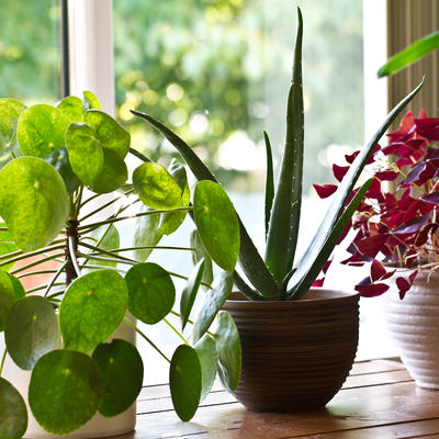 5 neobičnih sobnih biljaka: Savršena dekoracija koja svaki dom pretvara u oazu mira! (FOTO)