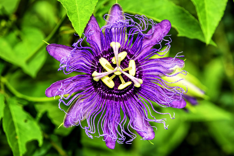 Cvet neobičnog izgleda i neverovatnih lekovitih svojstava: Leči depresiju, tera stres, umiruje napete nerve!