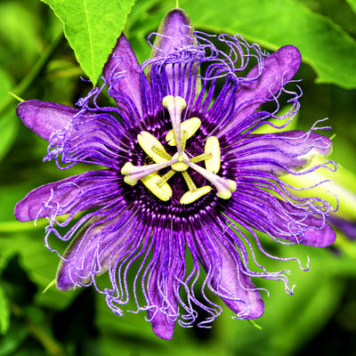 Cvet neobičnog izgleda i neverovatnih lekovitih svojstava: Leči depresiju, tera stres, umiruje napete nerve!