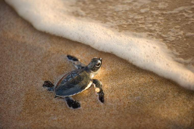 Bebe kornjače se pojavile na ekvadorskom ostrvu Galapagos nakon 100 godina!