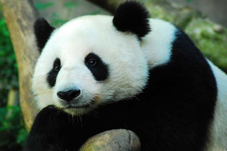 Najstarija džinovska panda na svetu proslavila 38. rođendan: Ženka pande dobila tortu koju obožava!
