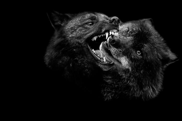Deda je uvek tvrdio: U svakom čoveku se nalaze dva vuka...