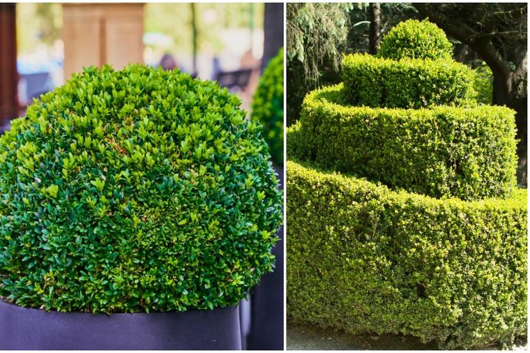 Kako se gaji i oblikuje šimšir: Najlepši zeleni ukrasi vaše bašte koji traju večno!