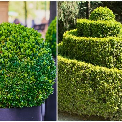 Kako se gaji i oblikuje šimšir: Najlepši zeleni ukrasi vaše bašte koji traju večno!