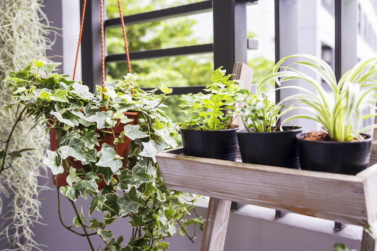 Ove biljke privlače nesreću i lošu energju: Nikako ih ne smete držati u kući!