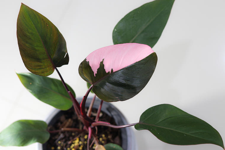 Sobna biljka za kojom je poludeo ceo svet: Ima zeleno-roze listove, laka za održavanje! (FOTO)