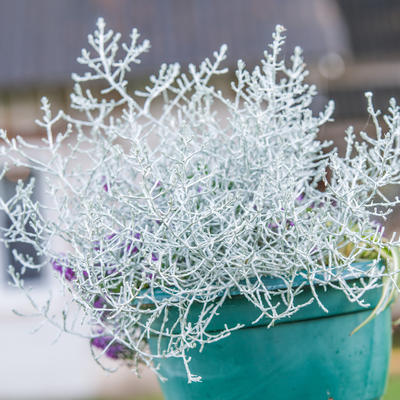 Najneobičnija i najlepša biljka, uspeva svakome: Evo kako da gajite srebrnu kišu!