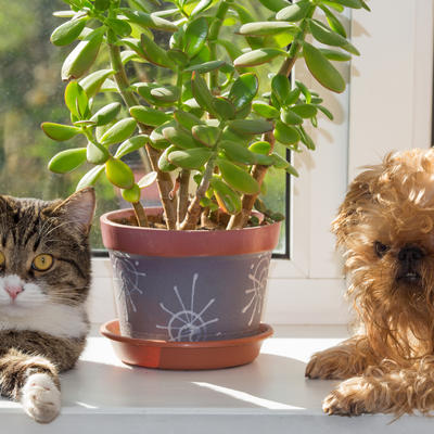 7 sobnih biljaka koje mogu biti opasne za zdravlje pasa i mačaka: Izbacite ih odmah iz doma!