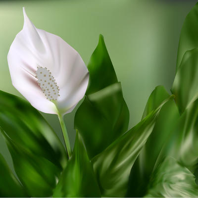Cvet neobične lepote: Verovanje kaže da donosi bogatstvo, upija negativnu energiju i štiti dom od zlih duhova!(FOTO)