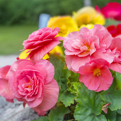 Kako da i vaša bašta podseća na detinjstvo: Osam nezaboravnih vrsta cveća koje su sadile naše bake!(FOTO)