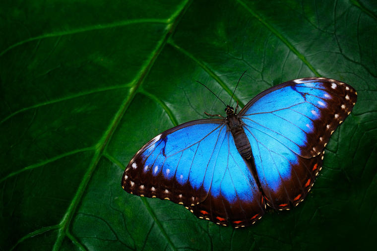 Legenda o plavom leptiru: Ovo je sve što morate da znate o životu!