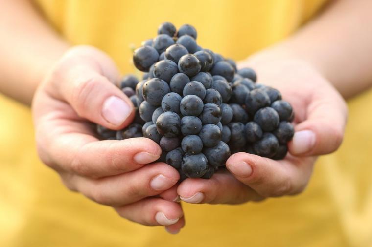Stimuliše proizvodnju kolagena, čisti organizam: Da li je grožđe dobro i za liniju?