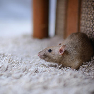 Kako se rešiti miševa iz kuće i dvorišta: Ovako ćete ih odbiti zauvek!