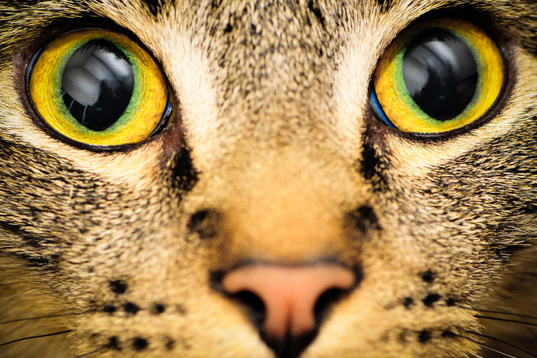 Mačji pogled je veoma opasan za čoveka: Evo šta vam se sve može desiti ako dugo zurite u mačje oči!