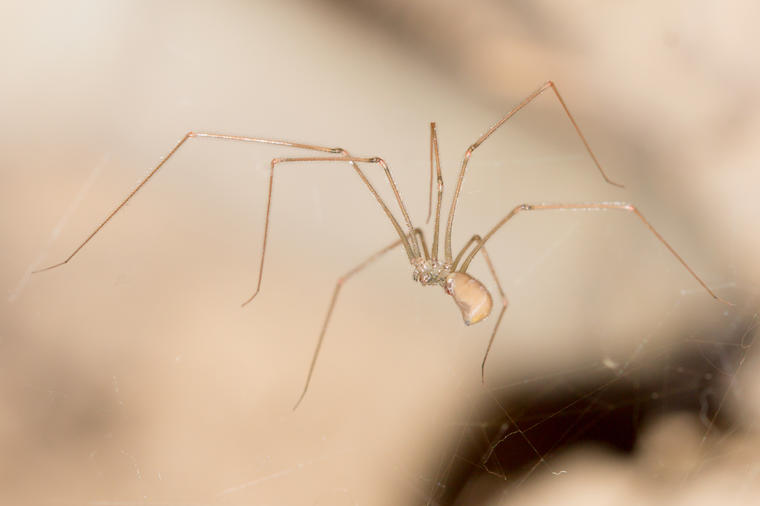 5 prirodnih načina da se zauvek rešite paukova iz doma: Oteraćete ih za tili čas!