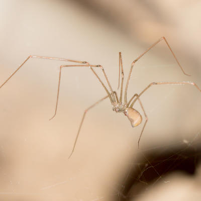 5 prirodnih načina da se zauvek rešite paukova iz doma: Oteraćete ih za tili čas!