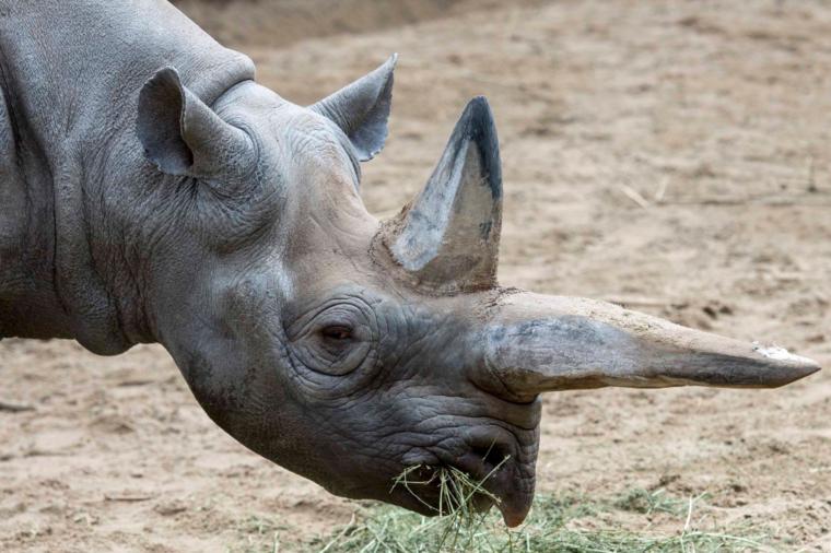 Uginuo najstariji crni nosorog na svetu: Kaliguni je iza sebe ostavila dve ćerke i dvogodišnje unučiće! (FOTO)