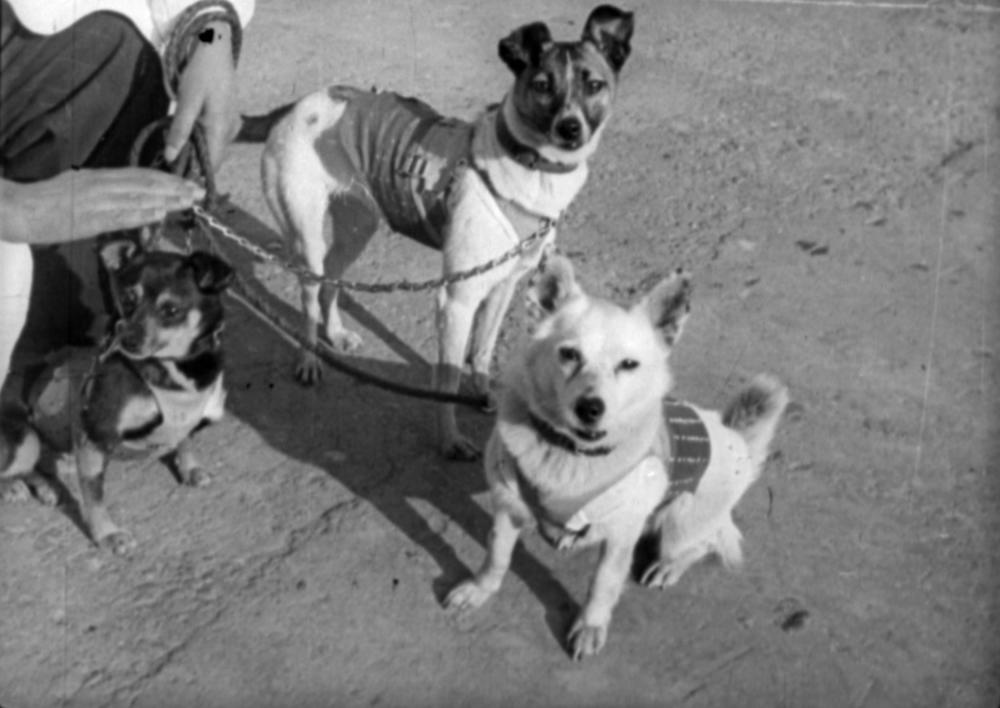 Lajka sa još dva psa koji su prošli trening za misiju