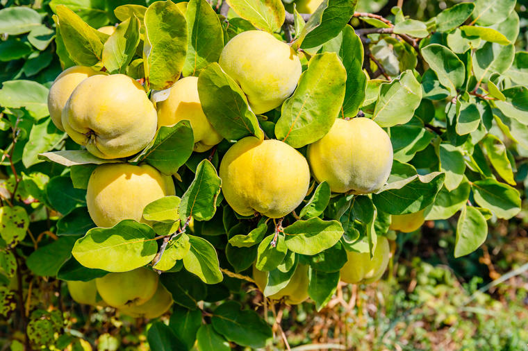 Ovo je najzdravija voćka na svetu: Sadrži duplo više vitamina C od limuna, umiruje kašalj i radikalno čisti pluća!